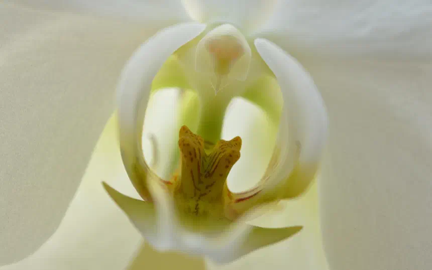 First real macro photos — Mona's flowers