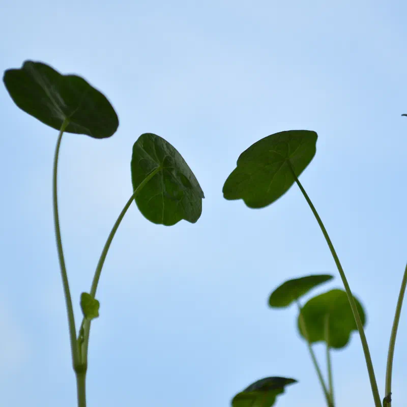 Tropaeolum majus (Blomkarse)