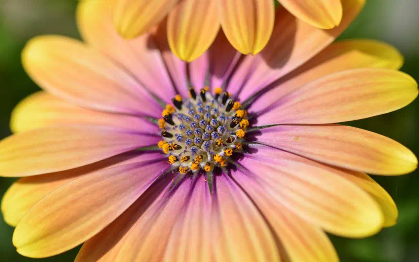 Mona’s flowers are blooming!