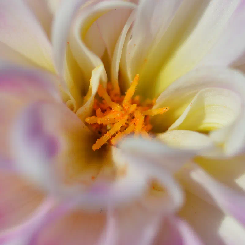 Dahlia